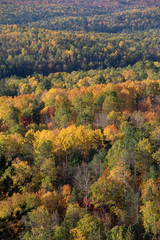 Colourful autumn forest  in Algonquin Park 