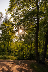 Obraz premium Sunbeams peek through the trees over a dirt road in the forest of the North Woods
