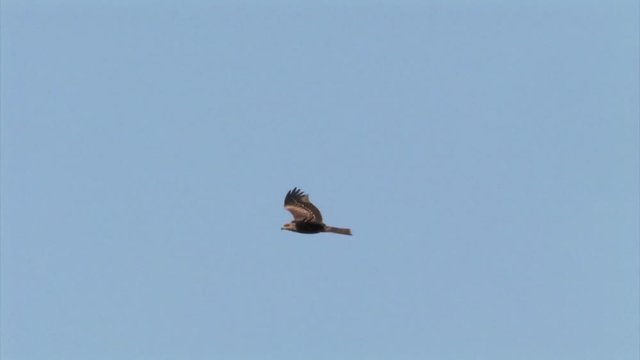 Black winged kite chasing black kite in hula valley, Israel