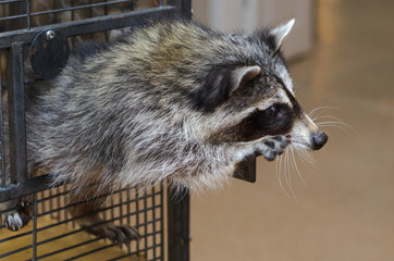 Raccoon crawls out of the cage