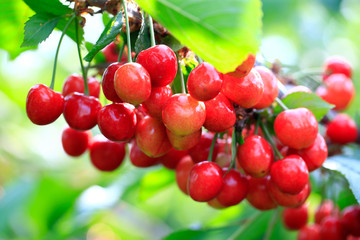 Many ripe cherries, on the tree
