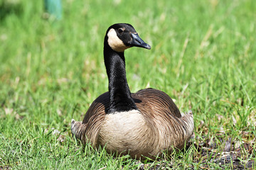Canada Goose resting on grass