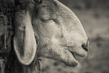 beautiful sheep head face close up in black and white