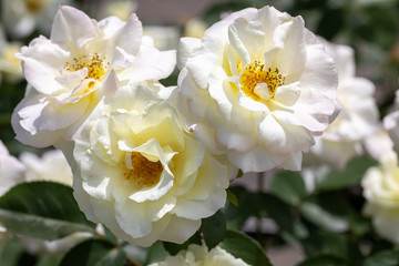 Obraz premium Zbliżenie trzech białych róż hybrydowych krzewów "Macy's Pride" kwitnących w ogrodzie z większą ilością białych róż w rozmytym tle