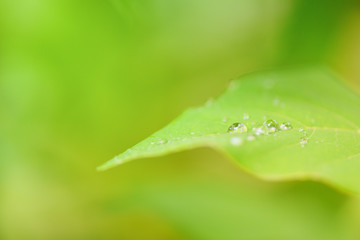 Close up of nature green leaves in the garden with soft focus and blur dew drops on leaf tree