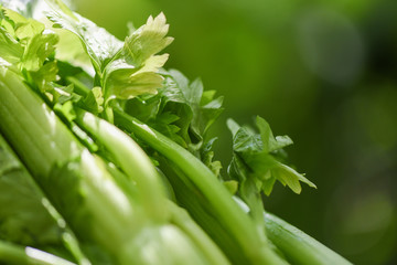 Fresh Celery vegetable - Bunch of celery stalk with leaves on nature green