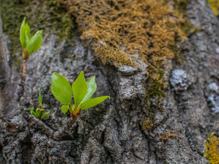 green leaves on a background of moss and lichen, the bark of a tree