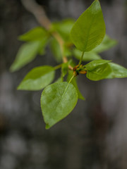Young green leaf on a tree bark background