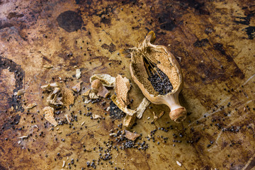 Poppy seed pod