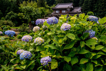 枝川内の紫陽花