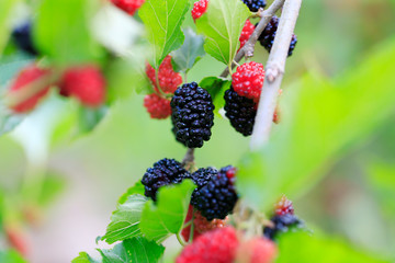Many ripe mulberry, on the mulberry tree