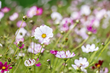 garden cosmos flowers blossoming in green grass. flora in spring. closeup view