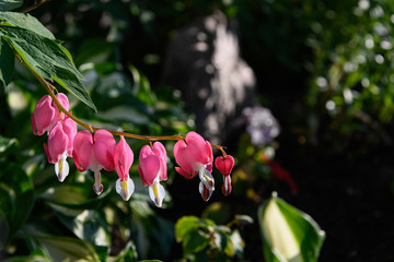 bleeding hearts in a garden