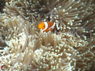 Okinawa,Japan-June 1, 2019: Ocellaris clownfish, Common clownfish or False percula clownfish in sea...
