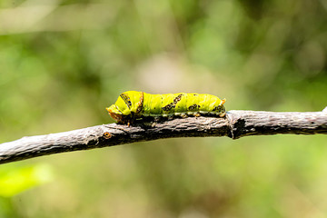Caterpillar Swallowtail with green background.