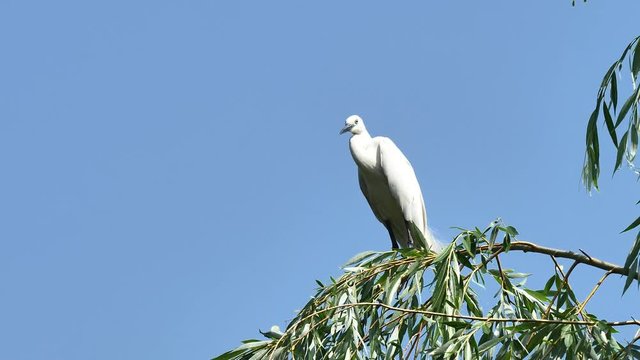 White egret sits on the top of willow tree with blue sky background and looks around alertly, Great egret landing on top of tree, blue background, 4k movie, slow motion.