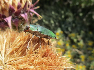 Goldsmith Beetle