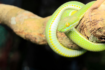 Viper is one of the most beautiful snakes