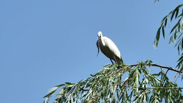 White egret sits on the top of willow tree with blue sky background and swallow a big fish, Great egret landing on top of tree, blue background, 4k movie, slow motion.