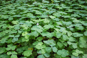 Green Clover Field with single purple flower on the forest ground