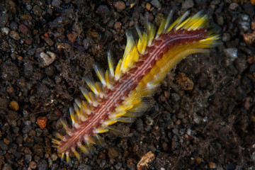 Obraz na płótnie Canvas A Bristle worm, Chloe fusca, crawls across a black sand slope in Komodo National Park, Indonesia. This tropical area within the Coral Triangle is known to harbor extraordinary marine biodiversity.