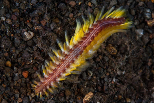 A Bristle worm, Chloe fusca, crawls across a black sand slope in Komodo National Park, Indonesia. This tropical area within the Coral Triangle is known to harbor extraordinary marine biodiversity.