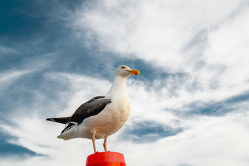 Portrait of Seagull Against Beautiful Dramatic Cloudy Sky. Freedom Concept, Copy Space