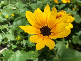 Close up of a bright yellow hardy sunflower flower blooming in a garden
