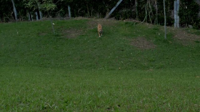 puppy running down hill with happy face