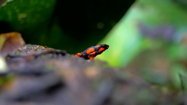 Poison Dart Frog sitting and breathing