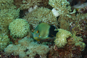 Blacktail Angelfish Centropyge eibli