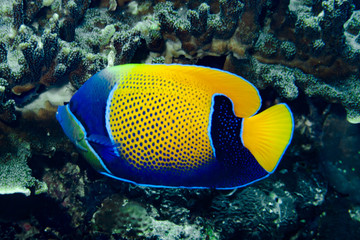 Fototapeta na wymiar Blue-Girdled Angelfish Pomacanthus navarchus
