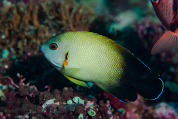 Pearl-Scaled Angelfish Centropyge vroliki