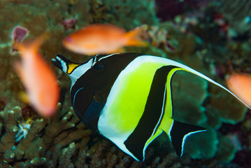 Moorish Idol Zanclus cornutus