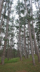 Naklejka premium Trees in the forest