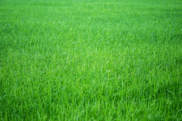 Close up image of rice field in green season
