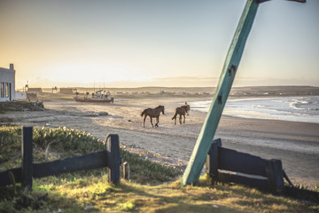 playa  caballos campo