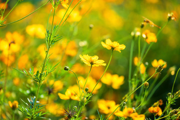 Yellow sulfur Cosmos flowers in the garden of the nature.