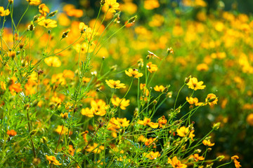 Obraz premium Yellow sulfur Cosmos flowers in the garden of the nature.