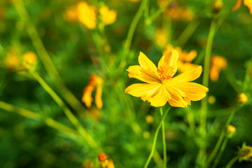 Yellow sulfur Cosmos flowers in the garden of the nature.
