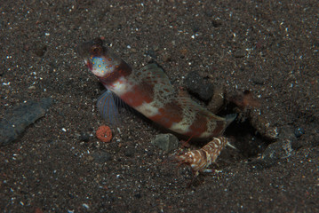 Broad-Banded Shrimp-Goby Amblyeleotris periophthalma