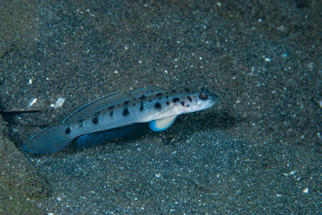Twin-Spotted Shrimp-Goby Vanderhorstia ambanoro