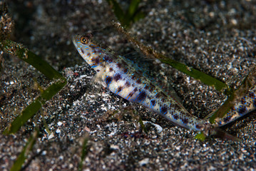 Shrimp-Goby Vanderhorstia sp.