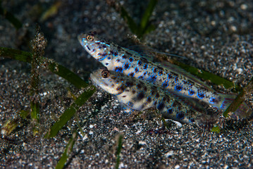 Shrimp-Goby Vanderhorstia sp.