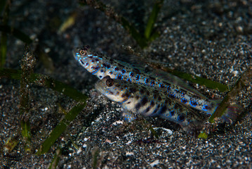 Obraz na płótnie Canvas Shrimp-Goby Vanderhorstia sp.