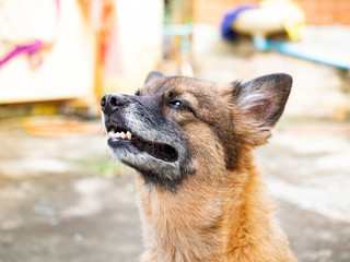 Portrait of young crossbreed dog,Look at something,Light shines through