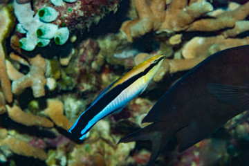 Bluestreak Cleaner Wrasse Labroides dimidiatus