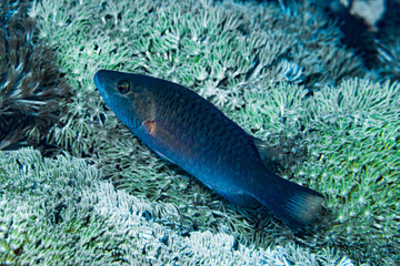 Cheek-Lined Maori Wrasse Cheilinus digramma