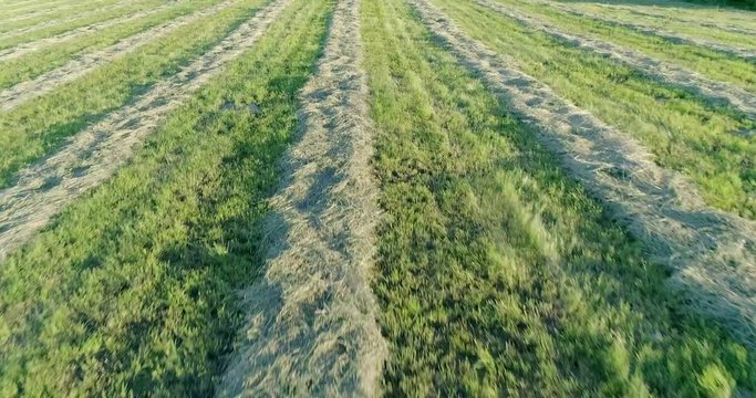 Low Aerial Flyover of Grass Hay Drying in Windrows in Warm Evening Light