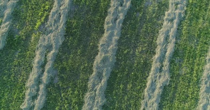 Aerial Shot of Grass Hay Drying in Windrows in Warm Evening Light